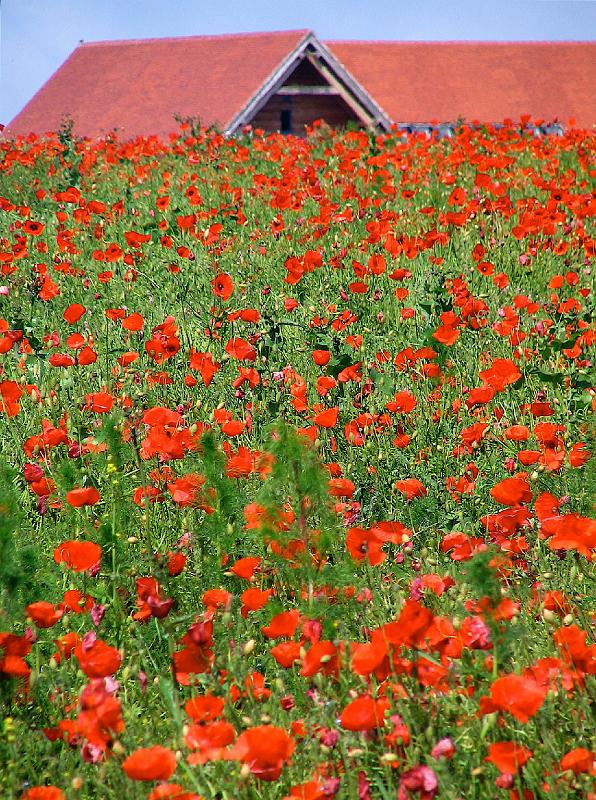 Aberlady poppies.jpg